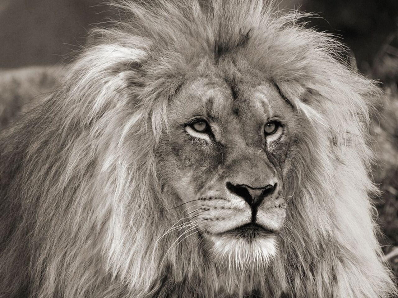 King of Africa Poster Print by Pangea Images - Item # VARPDX3AP4311
